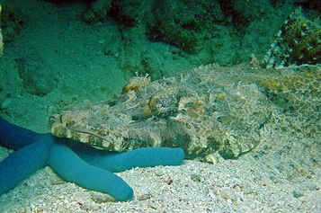 Crocodile fish on Sea star