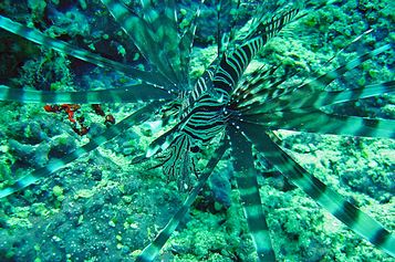 Red lionfish