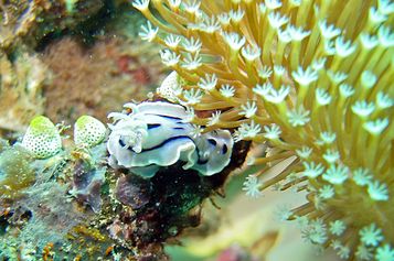  Chromodoris willani and White finger coral