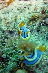 Chromodoris elizabethina