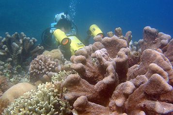 CG and Cactus coral