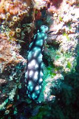 Polyclad flatworm