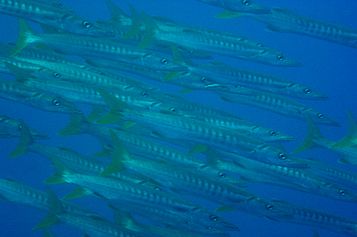School of Pickhandle barracudas