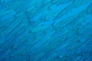 School of Pickhandle barracudas
