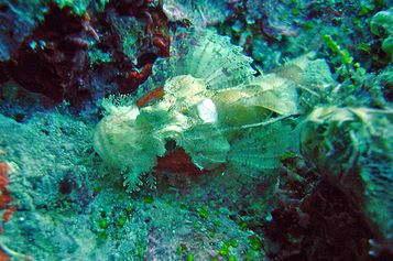  Papuan scorpionfish