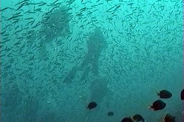 Divers and Blacktip sardinellas