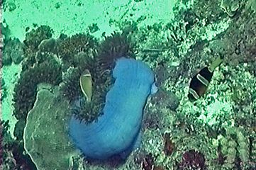 Pink anemonefish and Yellowtail clownfish