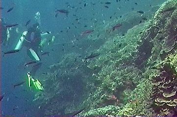 Hovering at the reef top