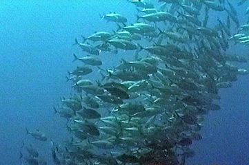 A swirl of Bigeye trevallies in the blue