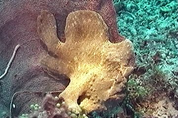 Commerson's frogfish