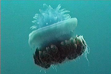 Crown jellyfish