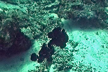  A pair of swimming Frogfish
