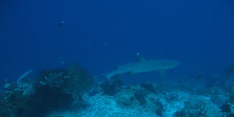 IMG_1410b