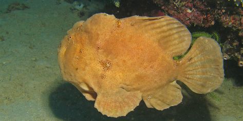 Swimming frogfish (Antennatus commersonii)