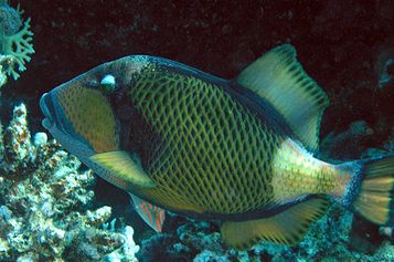 Titan triggerfish