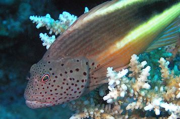 Blackside hawkfish