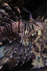 Red lionfish