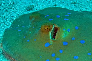 Bluespotted ribbontail ray