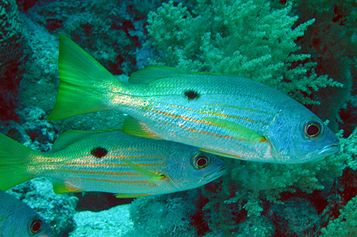 Dory snappers