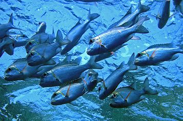 School of Humpnose big-eye breams