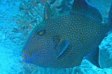 Yellow-spotted triggerfish