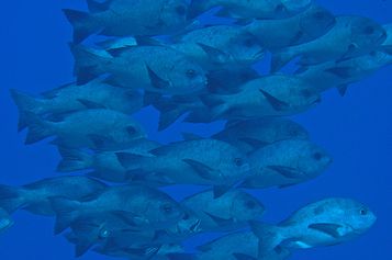 School of Black and white snappers