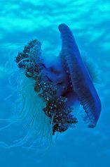Jellyfish