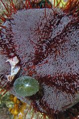 Parson's hat sea urchin