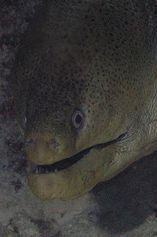 Giant moray - really!!!