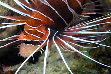Radial firefish