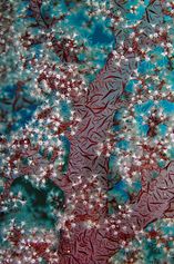 Dendronephthya sp. up close