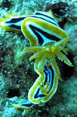 Chromodoris quadricolori a little later