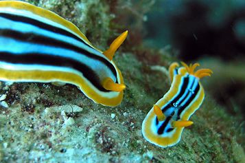 Chromodoris quadricolori