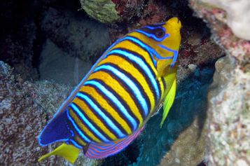 Royal angelfish