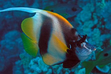 Red Sea bannerfish
