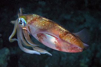 Female Bigfin reef squid