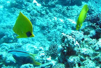 Masked butterflyfish