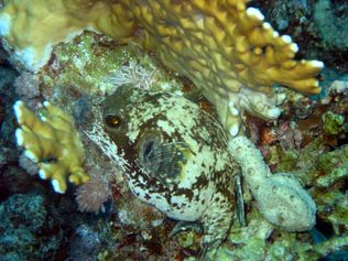 Masked puffer