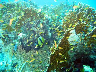 At the Dunraven: Fish and Fire Coral