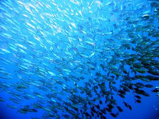 Red Sea fusiliers (a lot)