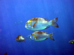 Humpnose big-eye breams
