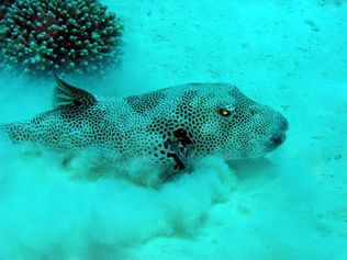 	 Starry toadfish