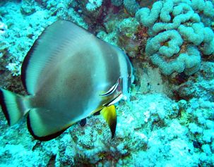  Orbicular batfish and Cleaner wrasse