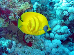 Masked butterflyfish