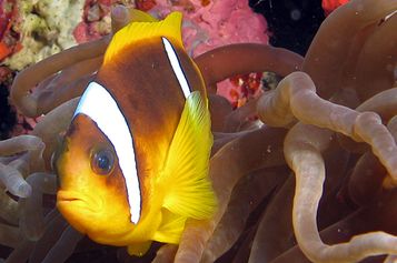 Twoband anemonefish