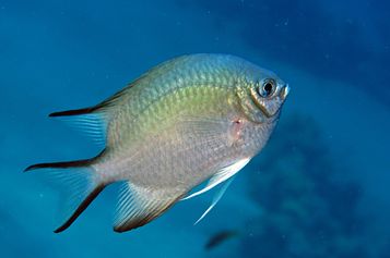 Yellowbelly damselfish