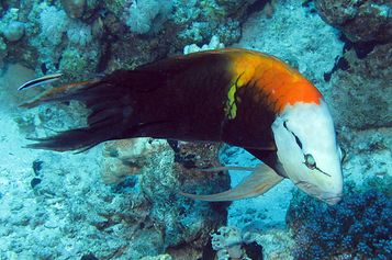 Slingjaw wrasse (male)