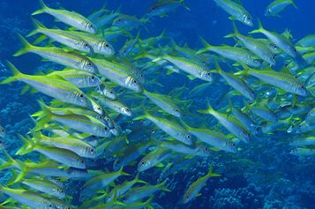 Yellowfin goatfish