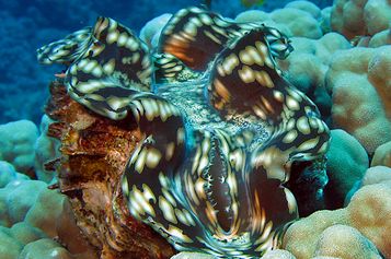 Giant clam