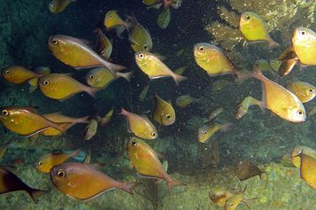Dusky sweepers at the Thistlegorm